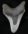 South Carolina Megalodon Tooth #15527-2